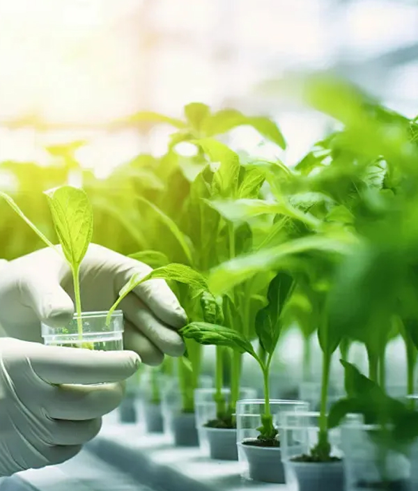 Optimize the slow release and utilization rate of fertilizers